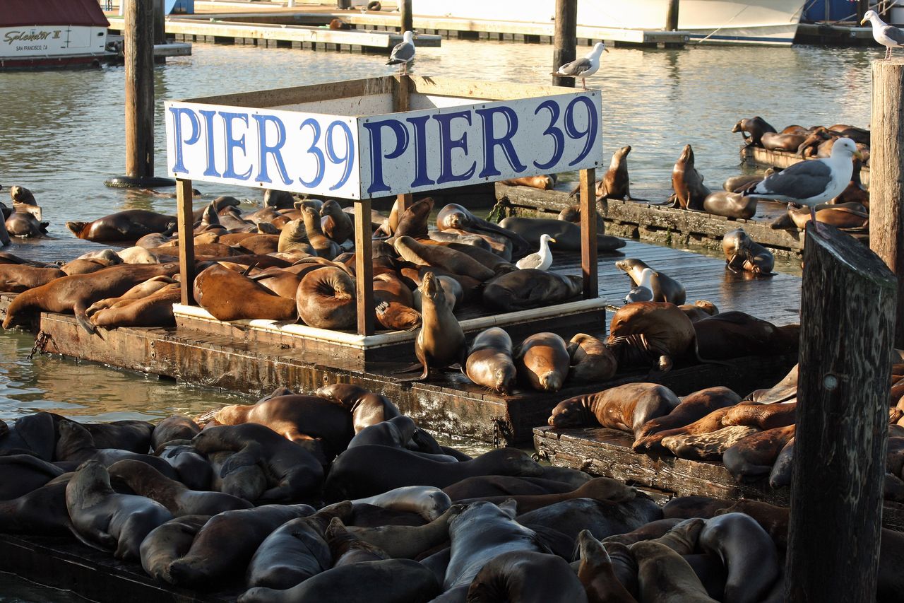 Pier 39