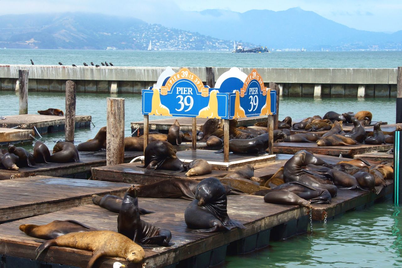 Morskie lwy na nabrzeżu 39